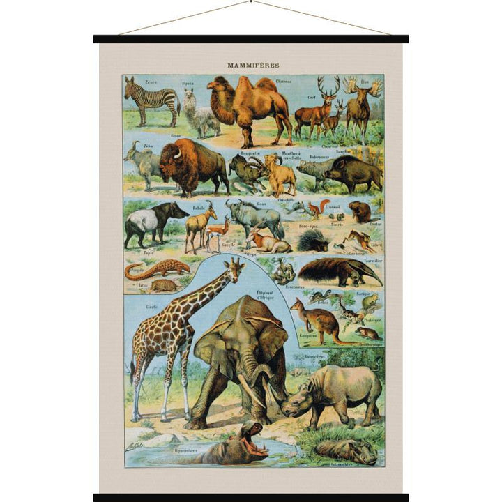 Carte murale - Mammifères (style vintage) - 84 x 123 cm | Blue Shaker carte murale roulée (en tube) Blue Shaker