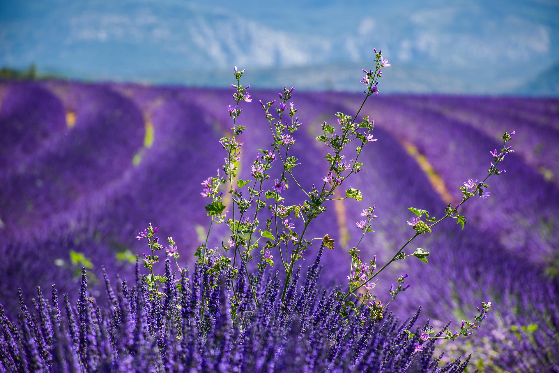 Alpes-de-Haute-Provence (département 04)
