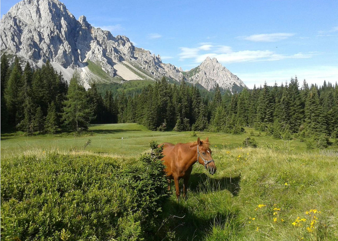 Frioul-Vénétie Julienne