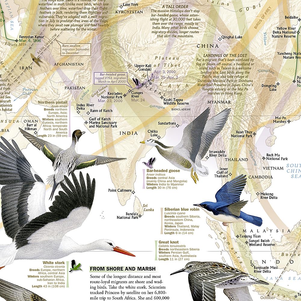 Carte thématique - Migration des oiseaux | National Geographic carte routière National Geographic