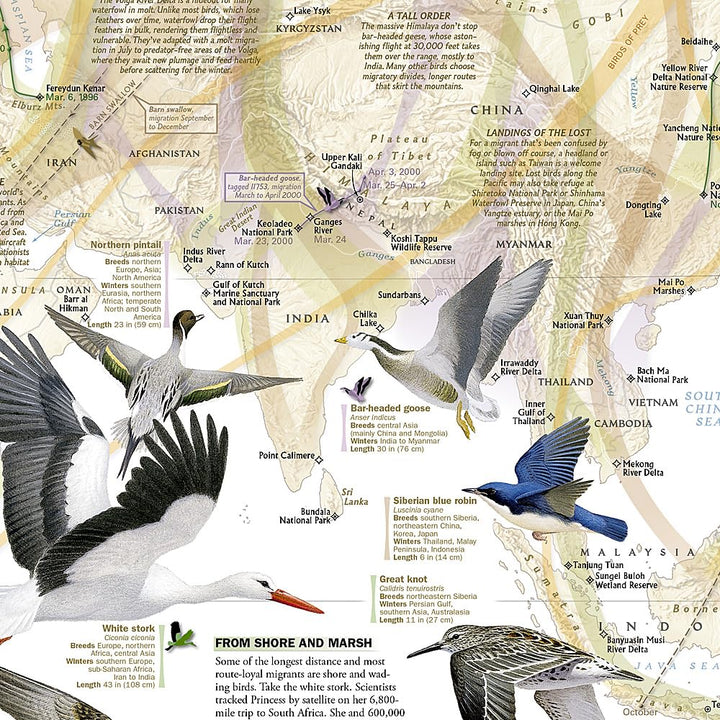 Carte thématique - Migration des oiseaux | National Geographic carte routière National Geographic