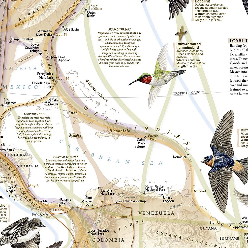 Carte thématique - Migration des oiseaux | National Geographic carte routière National Geographic