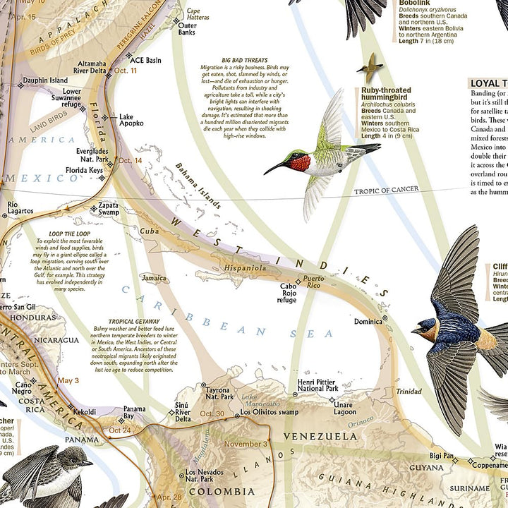 Carte thématique - Migration des oiseaux | National Geographic carte routière National Geographic