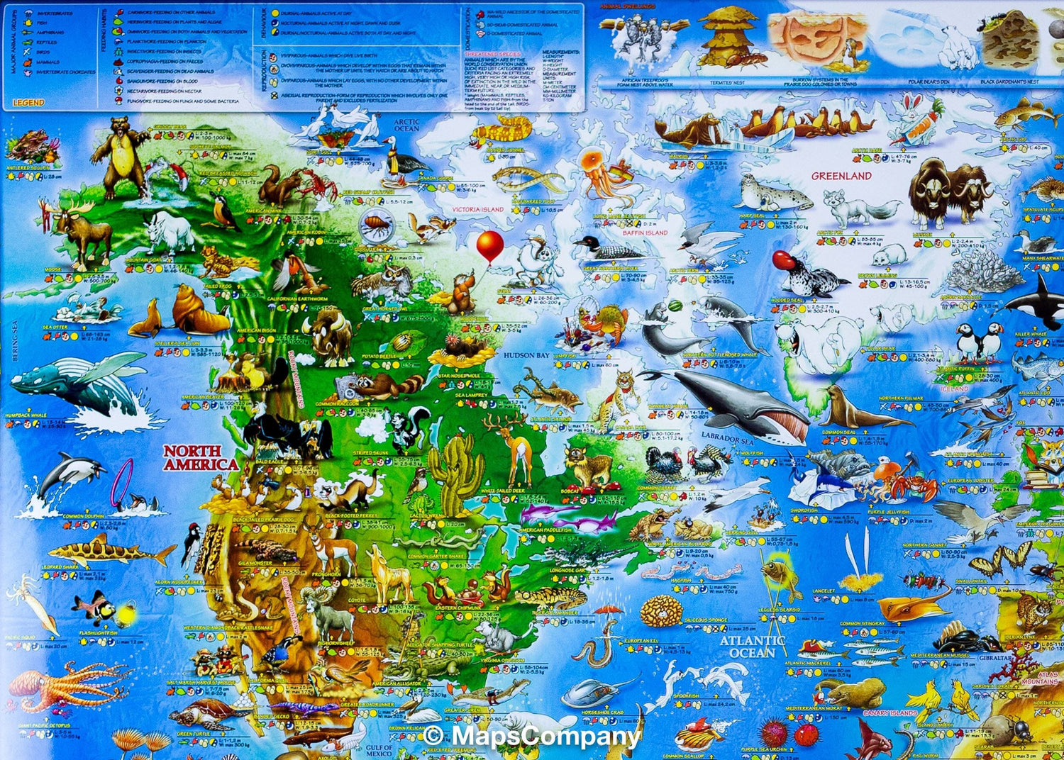 Carte murale pour enfants avec lattes métalliques de maintien - Les animaux du monde (plastifiée, en anglais) - 137 x 100 cm | Dino carte murale roulée (en tube) Dino's Maps