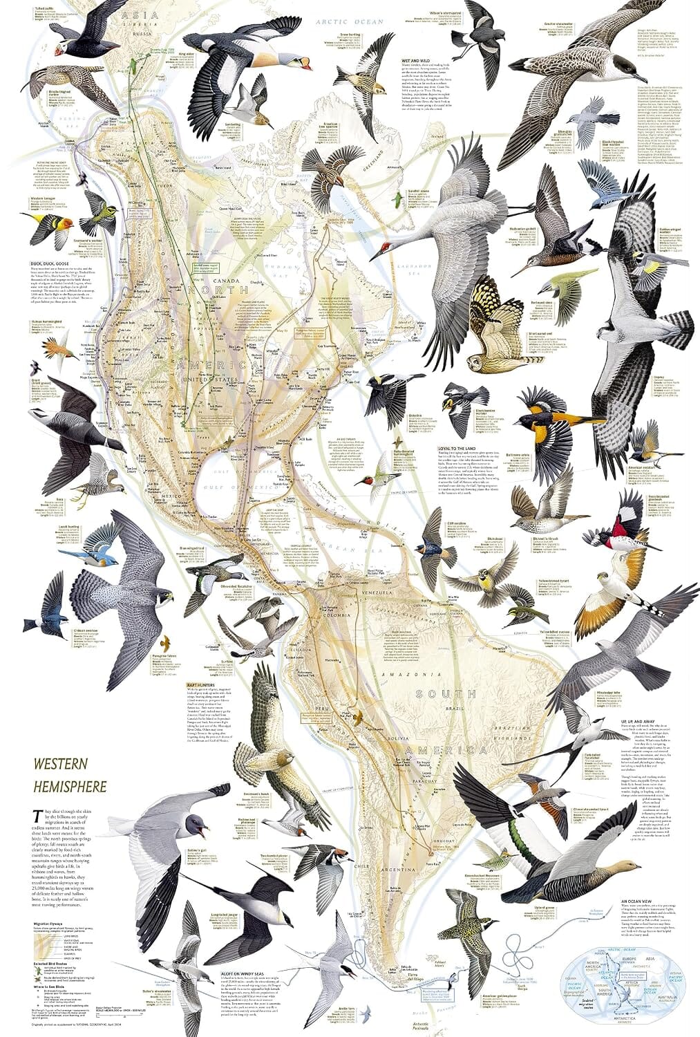 Carte thématique - Migration des oiseaux | National Geographic carte routière National Geographic