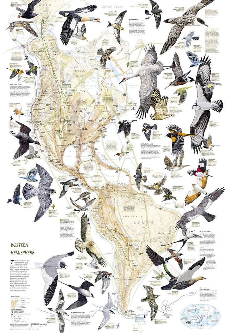 Carte thématique - Migration des oiseaux | National Geographic carte routière National Geographic
