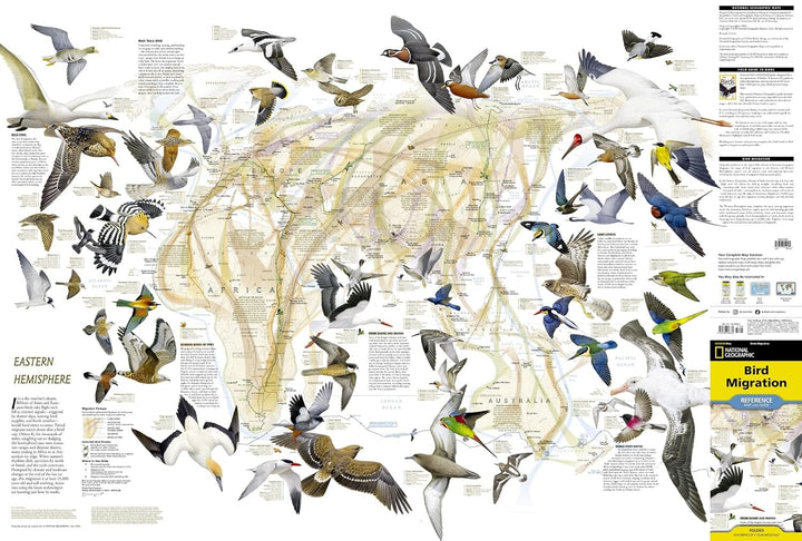 Carte thématique - Migration des oiseaux | National Geographic carte routière National Geographic