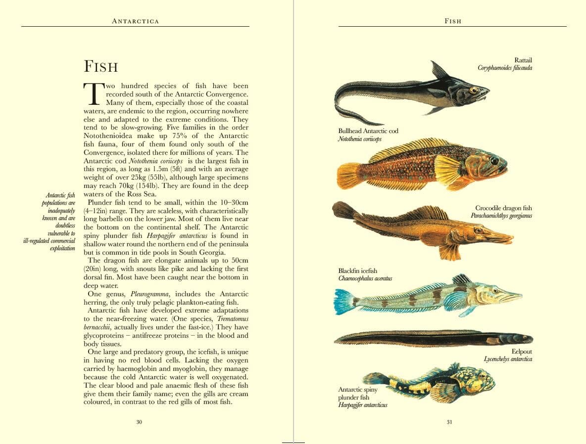 Guide de voyage (en anglais) - Antarctica Wildlife - Édition 2025 | Bradt guide de voyage Bradt 