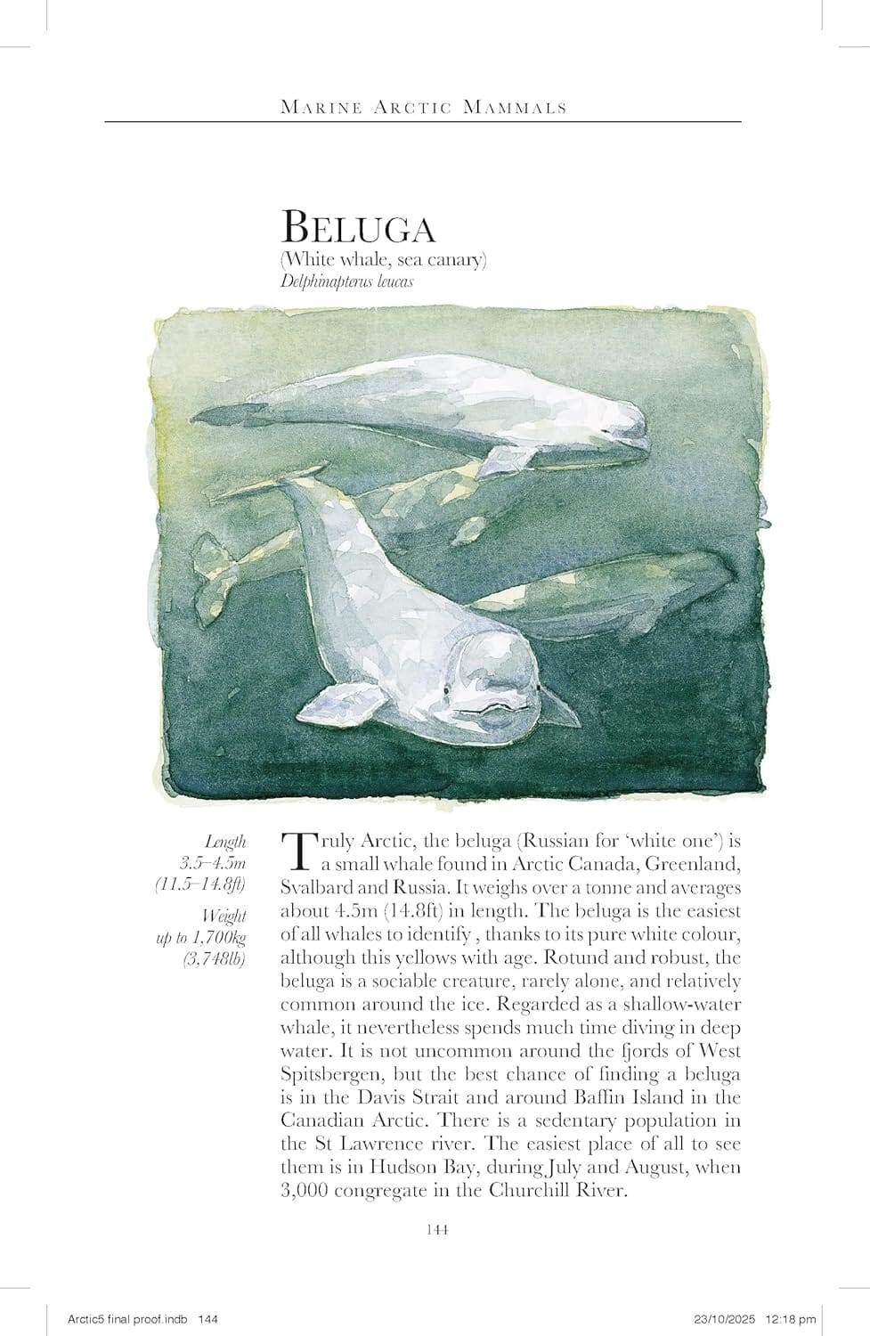 Guide de voyage (en anglais) - Arctic 2026 | Bradt guide de voyage Bradt 