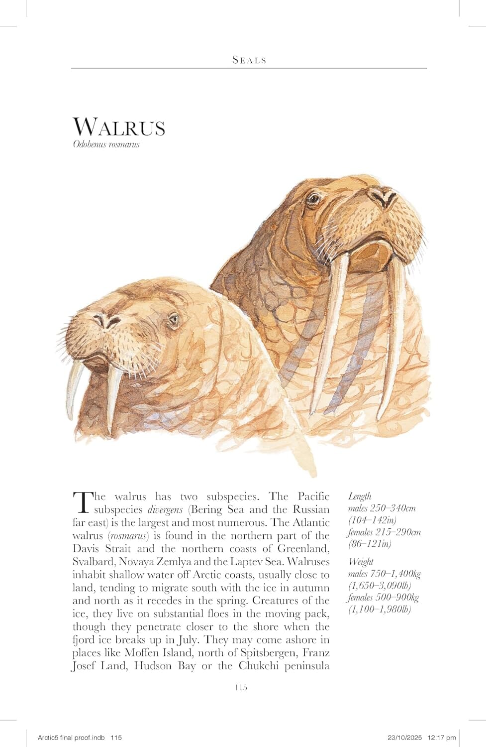 Guide de voyage (en anglais) - Arctic 2026 | Bradt guide de voyage Bradt 