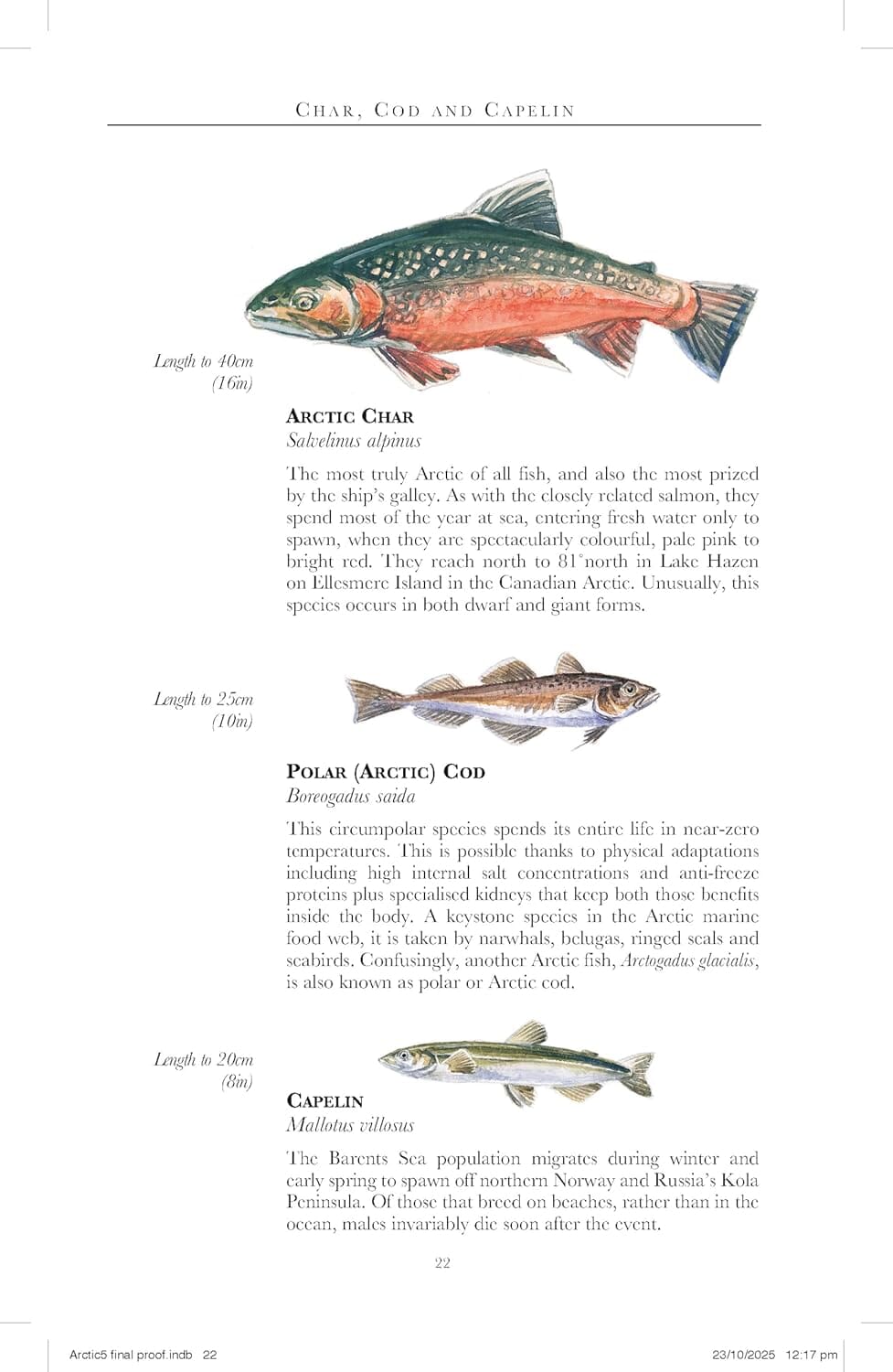 Guide de voyage (en anglais) - Arctic 2026 | Bradt guide de voyage Bradt 