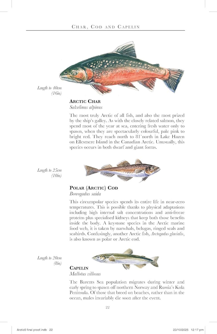 Guide de voyage (en anglais) - Arctic 2026 | Bradt guide de voyage Bradt 