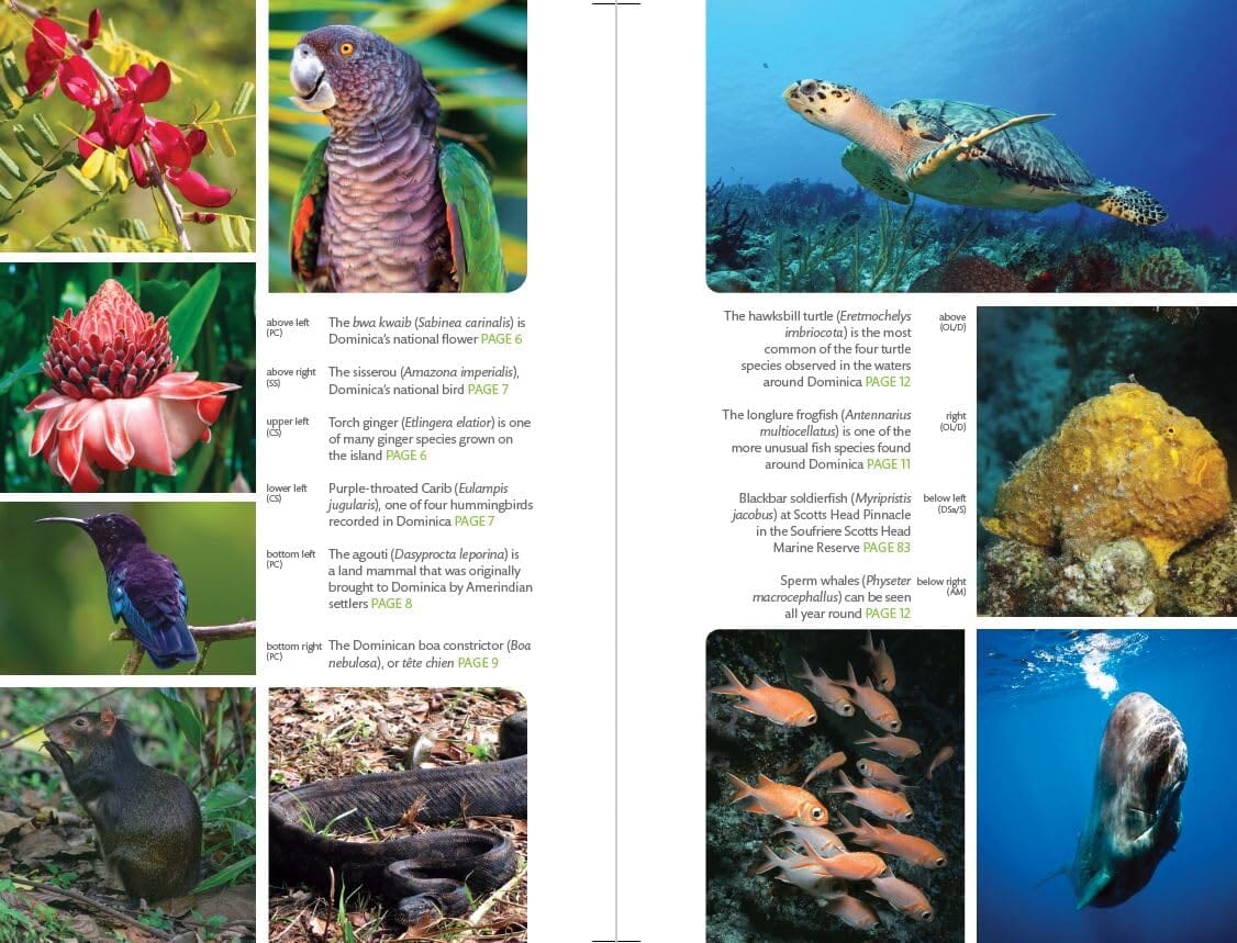 Guide de voyage (en anglais) - Dominica | Bradt guide de voyage Bradt 