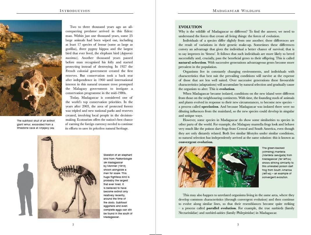 Guide de voyage (en anglais) - Madagascar Wildlife | Bradt guide de voyage Bradt 