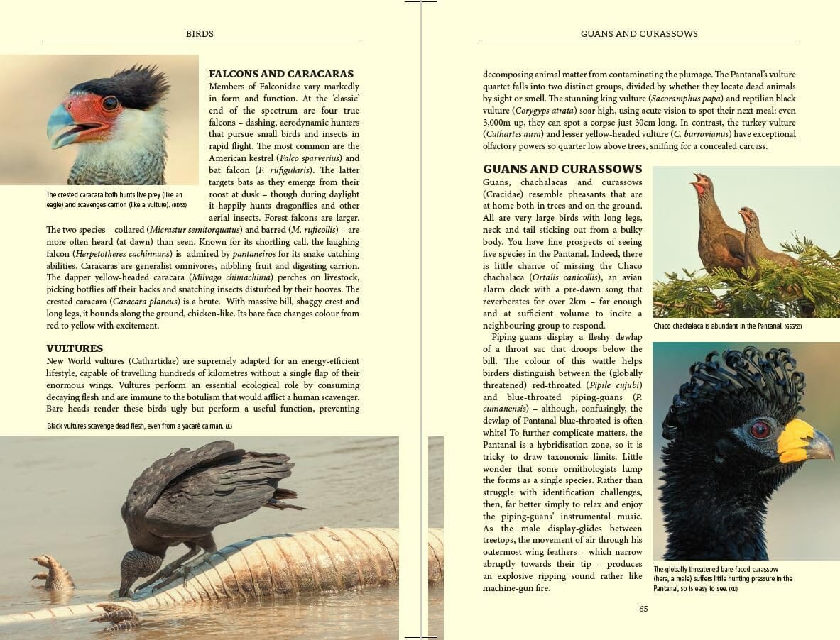 Guide de voyage (en anglais) - Pantanal Wildlife (Brésil) | Bradt guide de voyage Bradt 