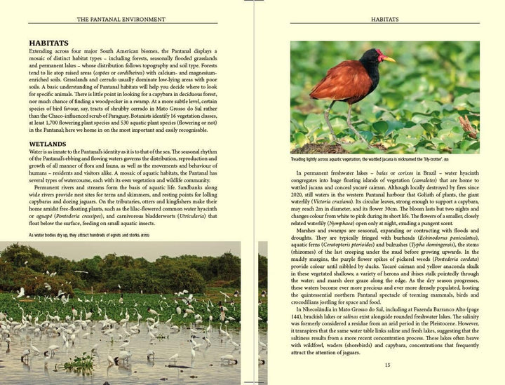 Guide de voyage (en anglais) - Pantanal Wildlife (Brésil) | Bradt guide de voyage Bradt 