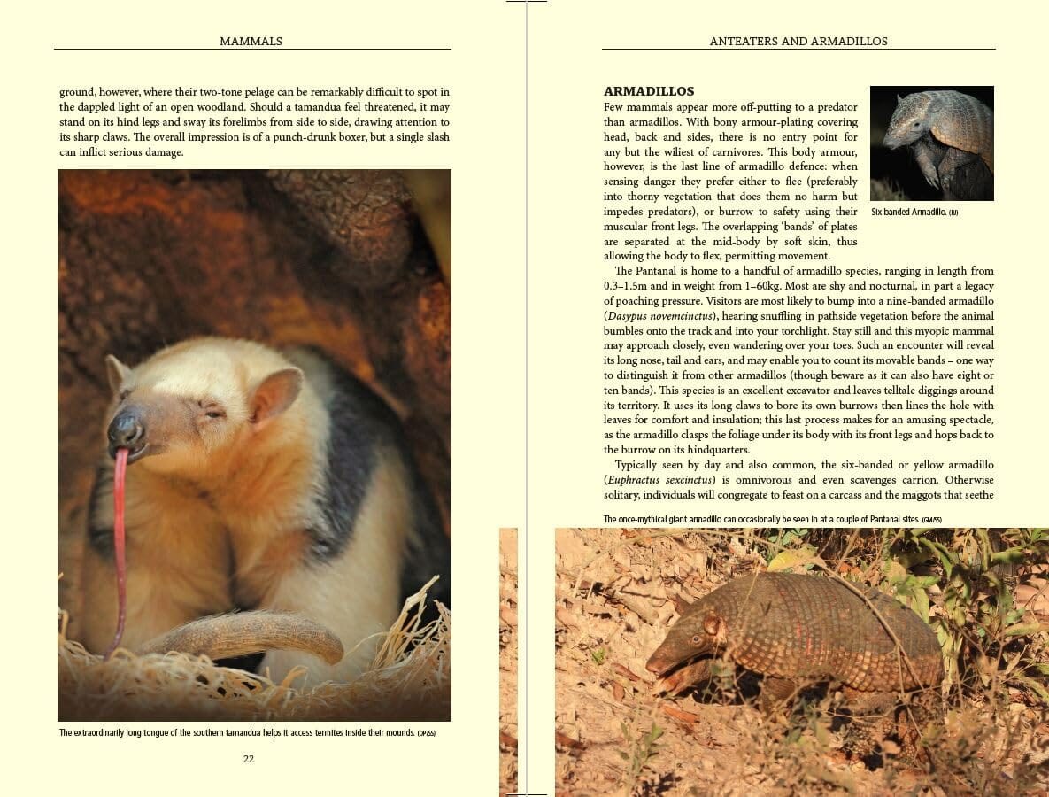 Guide de voyage (en anglais) - Pantanal Wildlife (Brésil) | Bradt guide de voyage Bradt 