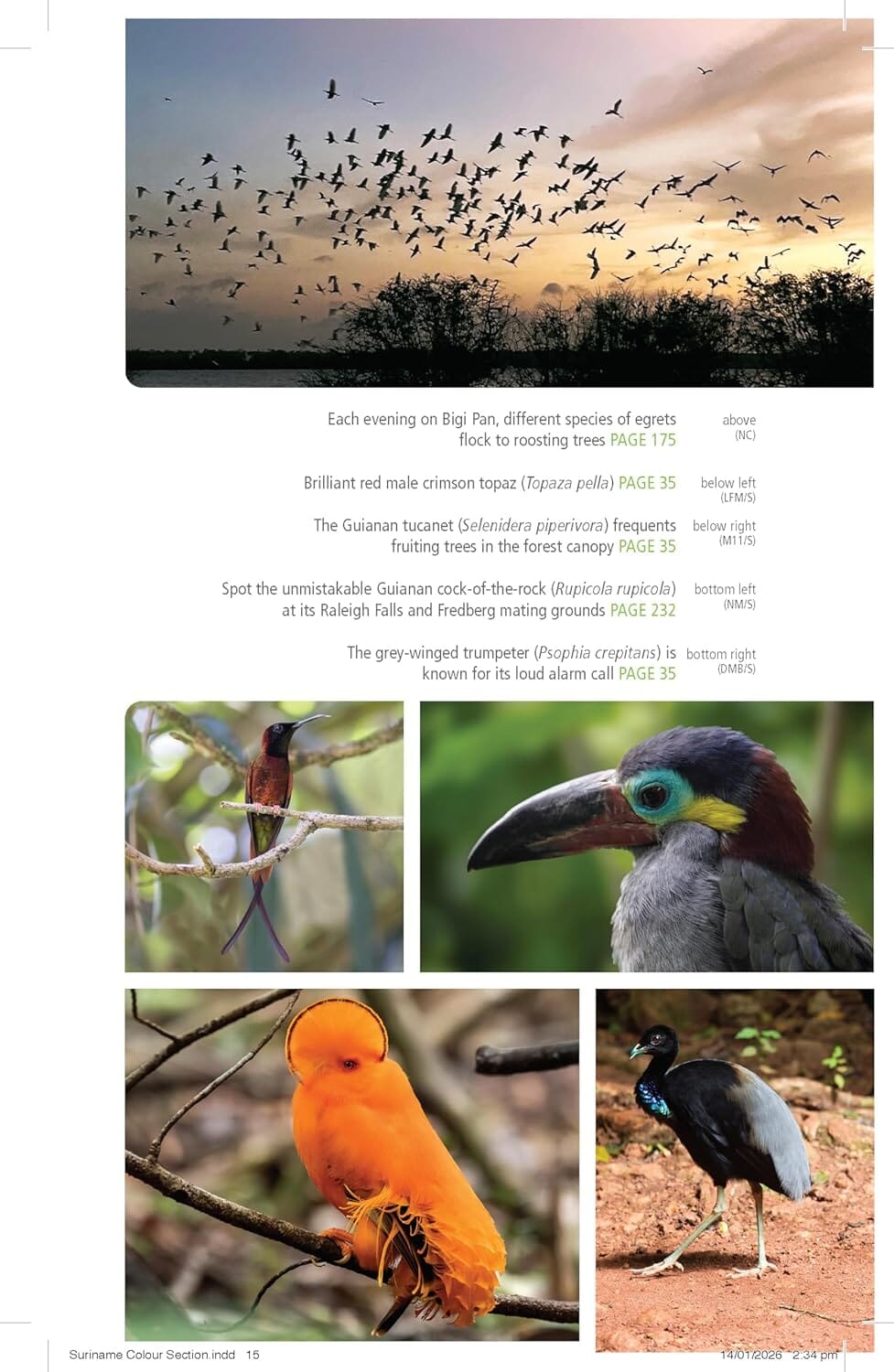 Guide de voyage (en anglais) - Suriname 2026 | Bradt guide de voyage Bradt 
