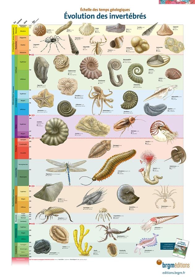 Lot de posters - Temps géologiques - 70 x 100 cm | BRGM carte murale petit tube BRGM 