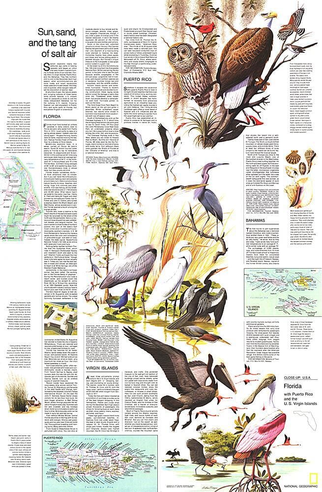 1973 Gros plan USA, thème de la Floride carte murale roulée (en tube) National Geographic Historic POD Default Title