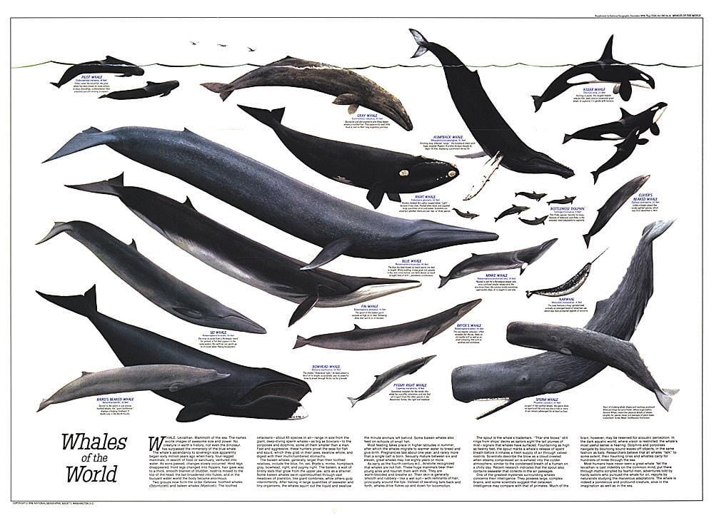 1976 Whales of the World Wall Map 