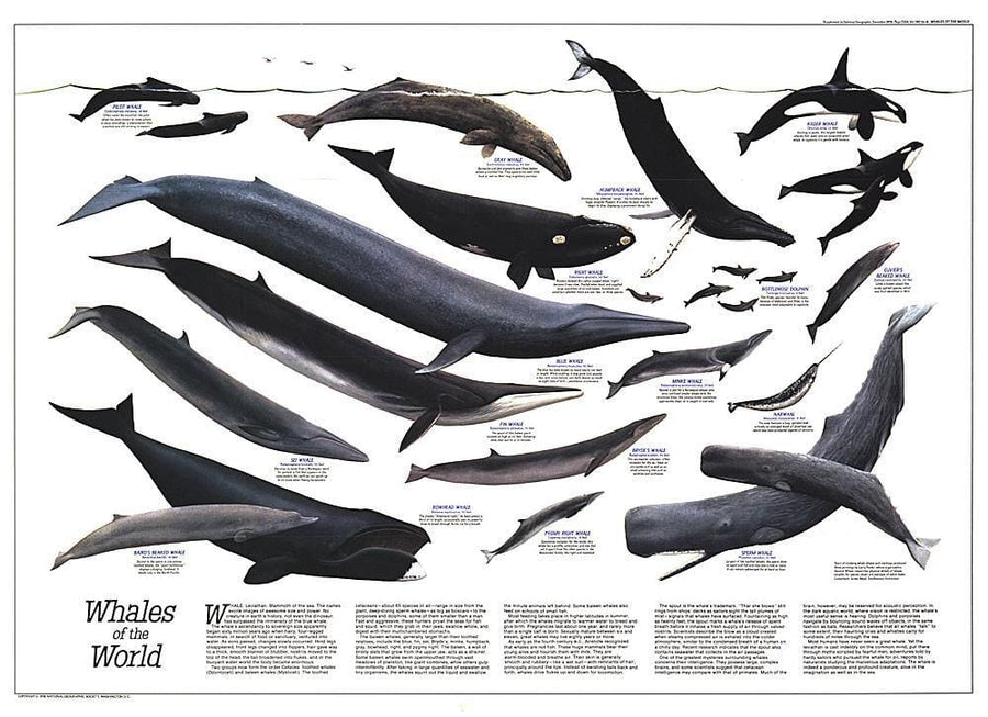 1976 Whales of the World Wall Map 
