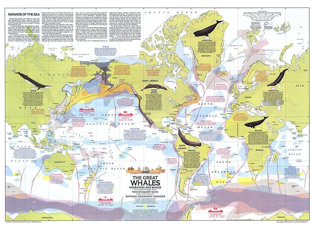 1976 Grandes baleines, carte de migration et d'aire de répartition carte murale roulée (en tube) National Geographic Historic POD Default Title