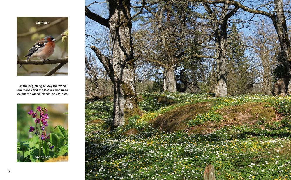 Beau livre (en anglais) - Forests of Finland | Karttakeskus beau livre Karttakeskus 