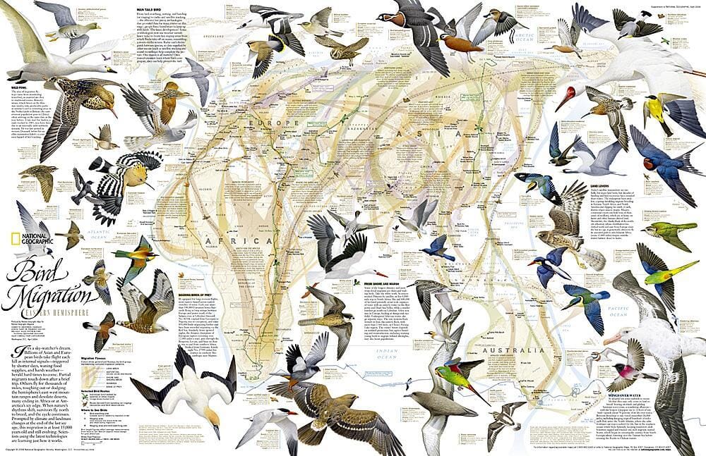 Carte de l'hémisphère oriental sur la migration des oiseaux en 2004 carte murale roulée (en tube) National Geographic Historic POD Default Title