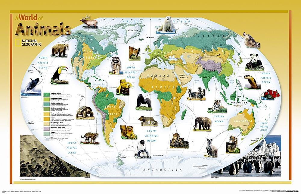 Carte du monde des animaux 2004 carte murale roulée (en tube) National Geographic Historic POD Default Title