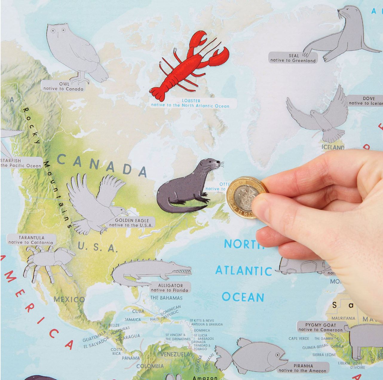 Carte murale à gratter (en anglais) - Animaux du monde (pour enfants) - 60 x 42 cm | Maps International carte murale roulée (en tube) Maps International