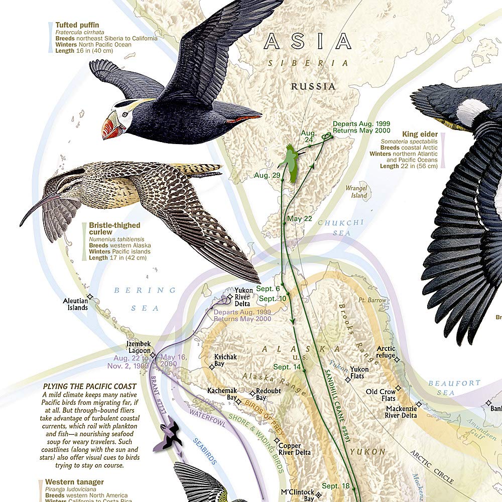Carte murale (en anglais) - La Migration des oiseaux dans l'hémisphère nord - 59 x 79 cm | National Geographic carte murale roulée (en tube) National Geographic