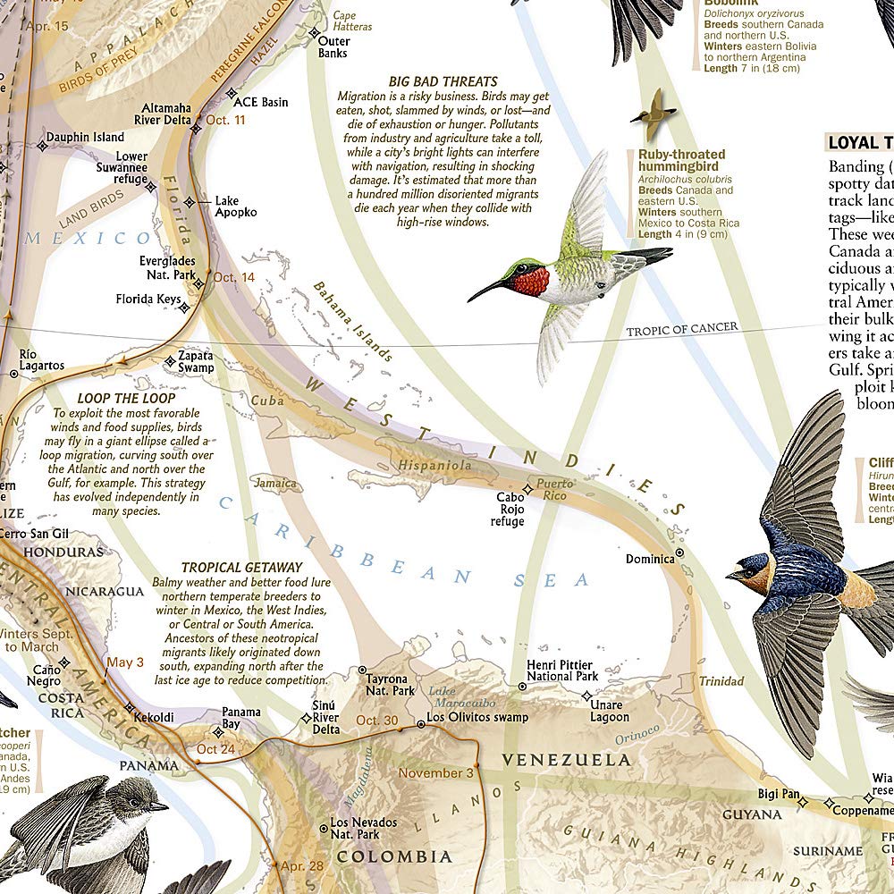 Carte murale (en anglais) - La Migration des oiseaux dans l'hémisphère nord - 59 x 79 cm | National Geographic carte murale roulée (en tube) National Geographic