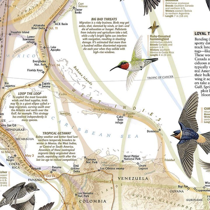 Carte murale (en anglais) - La Migration des oiseaux dans l'hémisphère nord - 59 x 79 cm | National Geographic carte murale petit tube National Geographic 