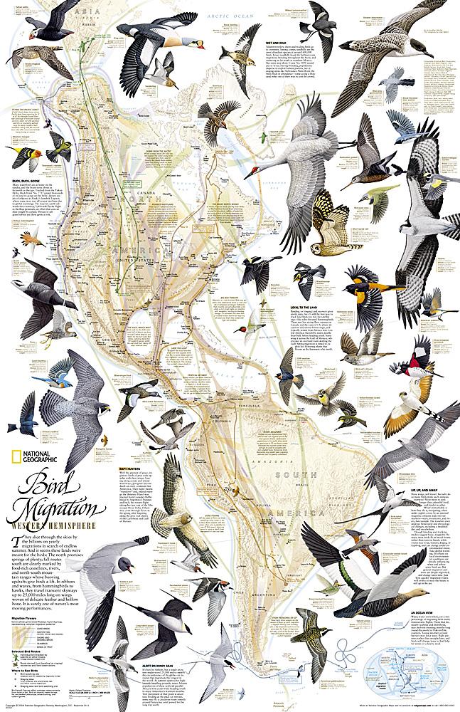 Carte murale (en anglais) - La Migration des oiseaux dans l'hémisphère nord - 59 x 79 cm | National Geographic carte murale roulée (en tube) National Geographic Papier