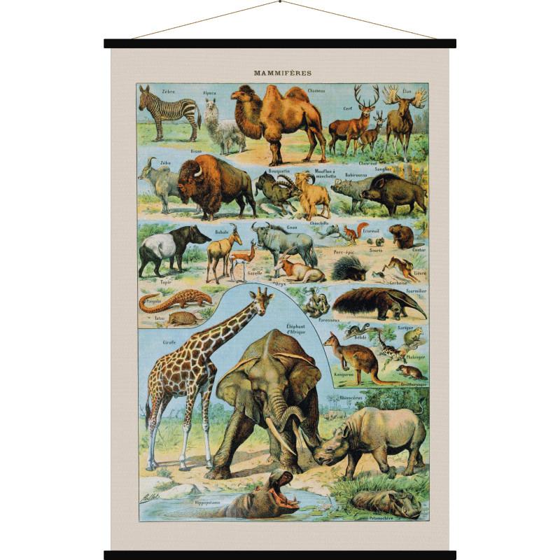 Carte murale - Mammifères (style vintage) | Blue Shaker carte murale grand tube Blue Shaker 