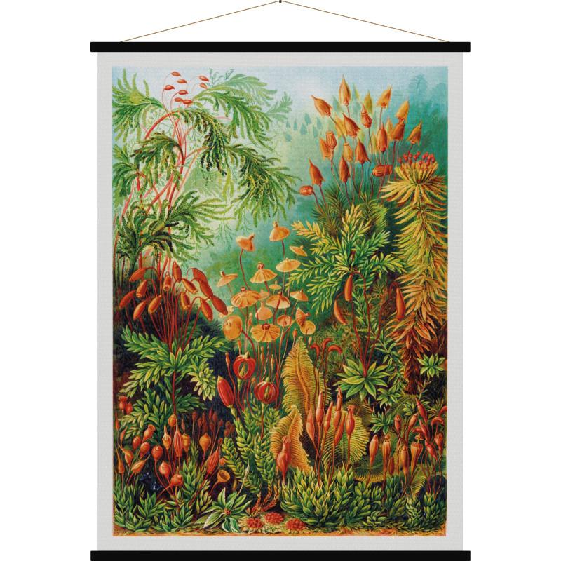 Carte murale - Muscinae, mousses (style vintage) - 84 x 113 cm | Blue Shaker carte murale roulée (en tube) Blue Shaker