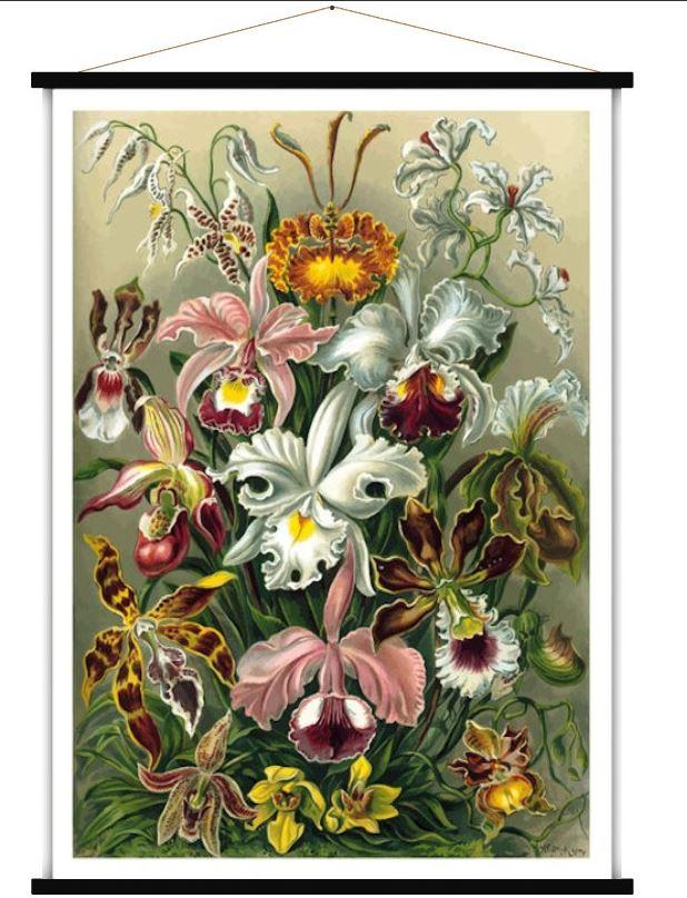 Carte murale - Orchidées (style vintage) - 84 x 113 cm | Blue Shaker carte murale roulée (en tube) Blue Shaker