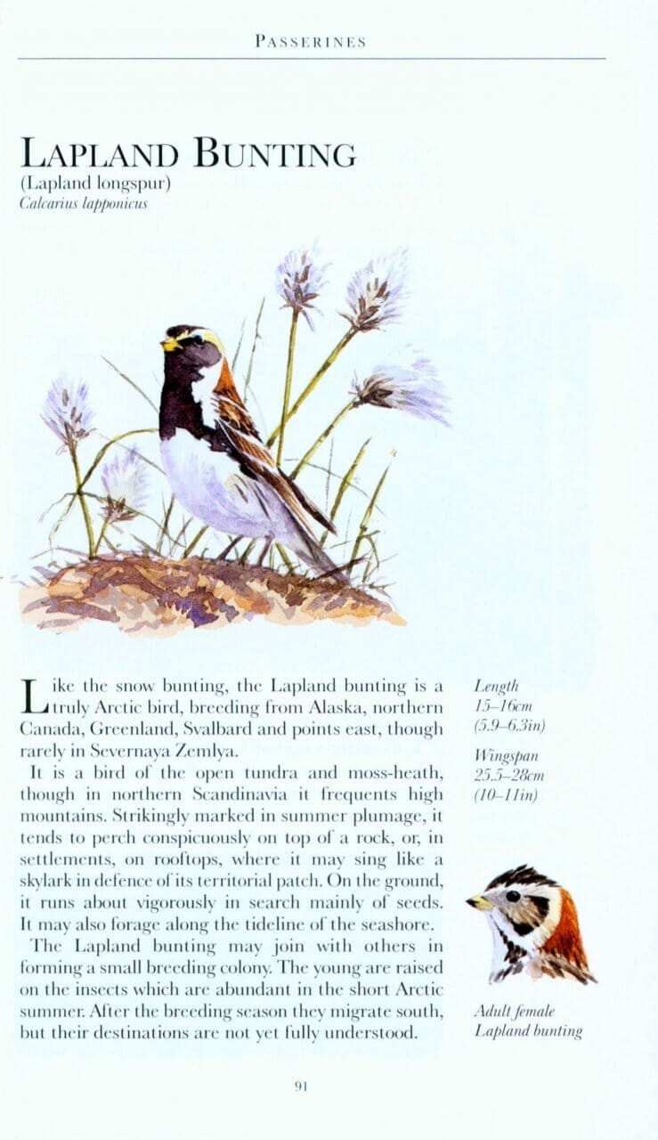 Guide de voyage (en anglais) - Arctique | Bradt guide de voyage Bradt 