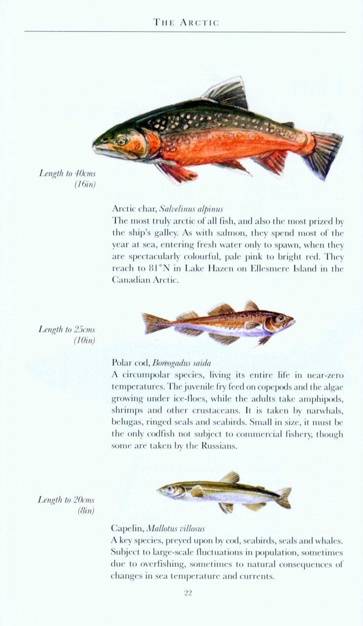 Guide de voyage (en anglais) - Arctique | Bradt guide de voyage Bradt 