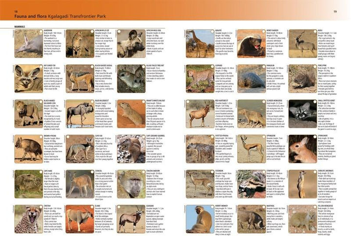 Guide du Kgalagadi Transfontier Park (Afrique du Sud, Botswana) - en anglais | MapStudio guide de voyage MapStudio 